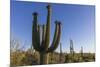 Sunrise on saguaro cactus in bloom (Carnegiea gigantea), Sweetwater Preserve, Tucson, Arizona, Unit-Michael Nolan-Mounted Photographic Print