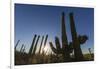 Sunrise on saguaro cactus in bloom (Carnegiea gigantea), Sweetwater Preserve, Tucson, Arizona, Unit-Michael Nolan-Framed Photographic Print