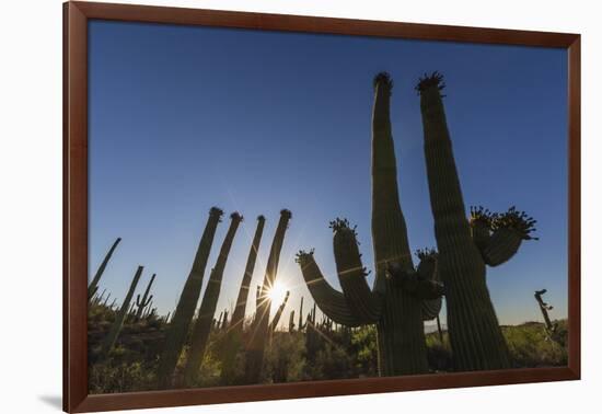 Sunrise on saguaro cactus in bloom (Carnegiea gigantea), Sweetwater Preserve, Tucson, Arizona, Unit-Michael Nolan-Framed Photographic Print