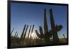 Sunrise on saguaro cactus in bloom (Carnegiea gigantea), Sweetwater Preserve, Tucson, Arizona, Unit-Michael Nolan-Framed Photographic Print