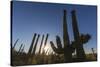 Sunrise on saguaro cactus in bloom (Carnegiea gigantea), Sweetwater Preserve, Tucson, Arizona, Unit-Michael Nolan-Stretched Canvas