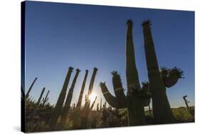 Sunrise on saguaro cactus in bloom (Carnegiea gigantea), Sweetwater Preserve, Tucson, Arizona, Unit-Michael Nolan-Stretched Canvas