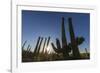 Sunrise on saguaro cactus in bloom (Carnegiea gigantea), Sweetwater Preserve, Tucson, Arizona, Unit-Michael Nolan-Framed Photographic Print