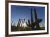 Sunrise on saguaro cactus in bloom (Carnegiea gigantea), Sweetwater Preserve, Tucson, Arizona, Unit-Michael Nolan-Framed Photographic Print