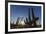 Sunrise on saguaro cactus in bloom (Carnegiea gigantea), Sweetwater Preserve, Tucson, Arizona, Unit-Michael Nolan-Framed Photographic Print