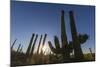 Sunrise on saguaro cactus in bloom (Carnegiea gigantea), Sweetwater Preserve, Tucson, Arizona, Unit-Michael Nolan-Mounted Photographic Print