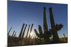 Sunrise on saguaro cactus in bloom (Carnegiea gigantea), Sweetwater Preserve, Tucson, Arizona, Unit-Michael Nolan-Mounted Photographic Print