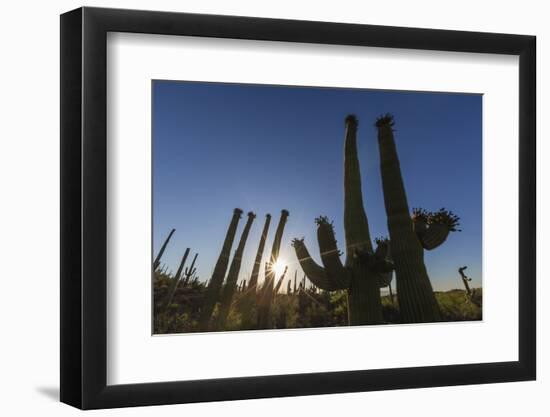 Sunrise on saguaro cactus in bloom (Carnegiea gigantea), Sweetwater Preserve, Tucson, Arizona, Unit-Michael Nolan-Framed Photographic Print