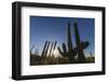 Sunrise on saguaro cactus in bloom (Carnegiea gigantea), Sweetwater Preserve, Tucson, Arizona, Unit-Michael Nolan-Framed Photographic Print