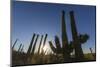 Sunrise on saguaro cactus in bloom (Carnegiea gigantea), Sweetwater Preserve, Tucson, Arizona, Unit-Michael Nolan-Mounted Photographic Print