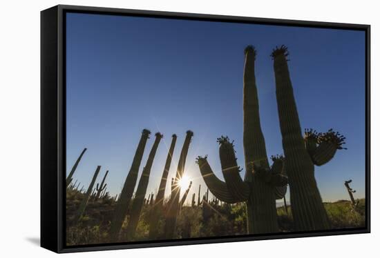 Sunrise on saguaro cactus in bloom (Carnegiea gigantea), Sweetwater Preserve, Tucson, Arizona, Unit-Michael Nolan-Framed Stretched Canvas