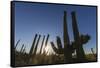 Sunrise on saguaro cactus in bloom (Carnegiea gigantea), Sweetwater Preserve, Tucson, Arizona, Unit-Michael Nolan-Framed Stretched Canvas