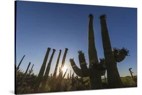 Sunrise on saguaro cactus in bloom (Carnegiea gigantea), Sweetwater Preserve, Tucson, Arizona, Unit-Michael Nolan-Stretched Canvas