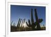 Sunrise on saguaro cactus in bloom (Carnegiea gigantea), Sweetwater Preserve, Tucson, Arizona, Unit-Michael Nolan-Framed Photographic Print