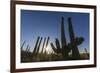 Sunrise on saguaro cactus in bloom (Carnegiea gigantea), Sweetwater Preserve, Tucson, Arizona, Unit-Michael Nolan-Framed Photographic Print