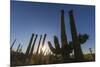 Sunrise on saguaro cactus in bloom (Carnegiea gigantea), Sweetwater Preserve, Tucson, Arizona, Unit-Michael Nolan-Mounted Photographic Print