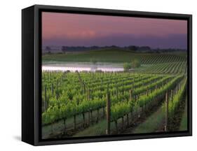 Sunrise on the Fog Behind Vineyard in Napa Valley, California, USA-Janis Miglavs-Framed Stretched Canvas