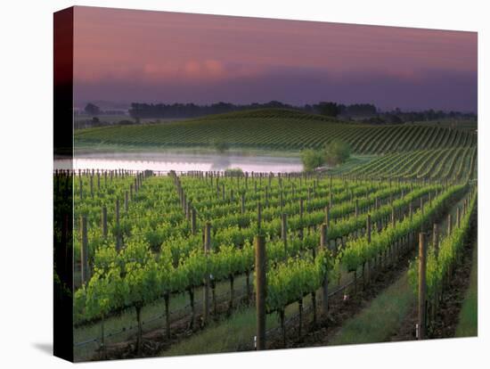 Sunrise on the Fog Behind Vineyard in Napa Valley, California, USA-Janis Miglavs-Stretched Canvas