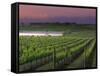Sunrise on the Fog Behind Vineyard in Napa Valley, California, USA-Janis Miglavs-Framed Stretched Canvas