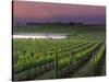 Sunrise on the Fog Behind Vineyard in Napa Valley, California, USA-Janis Miglavs-Stretched Canvas