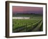 Sunrise on the Fog Behind Vineyard in Napa Valley, California, USA-Janis Miglavs-Framed Premium Photographic Print