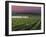 Sunrise on the Fog Behind Vineyard in Napa Valley, California, USA-Janis Miglavs-Framed Premium Photographic Print