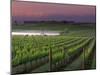 Sunrise on the Fog Behind Vineyard in Napa Valley, California, USA-Janis Miglavs-Mounted Premium Photographic Print