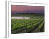 Sunrise on the Fog Behind Vineyard in Napa Valley, California, USA-Janis Miglavs-Framed Photographic Print