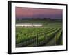 Sunrise on the Fog Behind Vineyard in Napa Valley, California, USA-Janis Miglavs-Framed Photographic Print