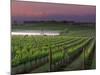 Sunrise on the Fog Behind Vineyard in Napa Valley, California, USA-Janis Miglavs-Mounted Photographic Print