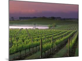 Sunrise on the Fog Behind Vineyard in Napa Valley, California, USA-Janis Miglavs-Mounted Photographic Print