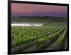 Sunrise on the Fog Behind Vineyard in Napa Valley, California, USA-Janis Miglavs-Framed Photographic Print