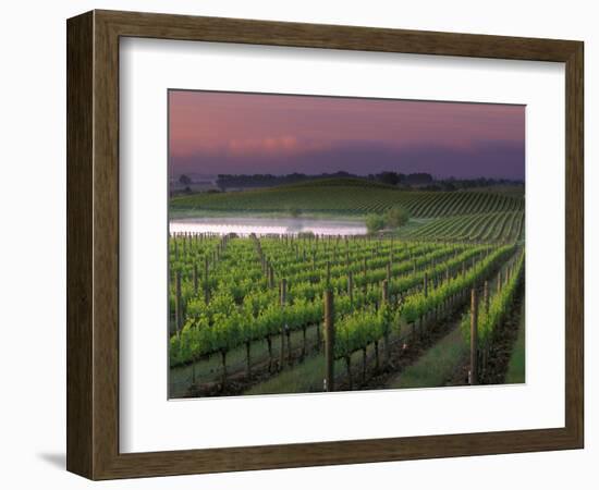 Sunrise on the Fog Behind Vineyard in Napa Valley, California, USA-Janis Miglavs-Framed Photographic Print