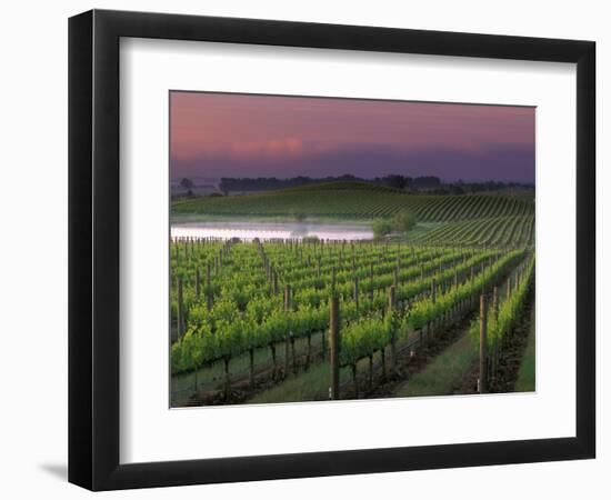 Sunrise on the Fog Behind Vineyard in Napa Valley, California, USA-Janis Miglavs-Framed Photographic Print