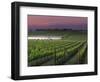 Sunrise on the Fog Behind Vineyard in Napa Valley, California, USA-Janis Miglavs-Framed Photographic Print