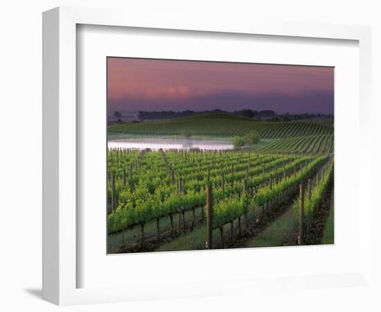 Sunrise on the Fog Behind Vineyard in Napa Valley, California, USA-Janis Miglavs-Framed Photographic Print