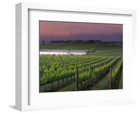 Sunrise on the Fog Behind Vineyard in Napa Valley, California, USA-Janis Miglavs-Framed Photographic Print