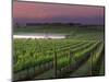 Sunrise on the Fog Behind Vineyard in Napa Valley, California, USA-Janis Miglavs-Mounted Photographic Print