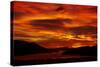 Sunrise, Otago Harbor, Dunedin, South Island, New Zealand-David Wall-Stretched Canvas