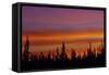 Sunrise over a boreal forest, Ft. Resolution, Canada.-Mike Grandmaison-Framed Stretched Canvas