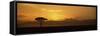 Sunrise over a Landscape, Masai Mara National Reserve, Kenya-null-Framed Stretched Canvas