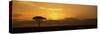 Sunrise over a Landscape, Masai Mara National Reserve, Kenya-null-Stretched Canvas