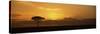 Sunrise over a Landscape, Masai Mara National Reserve, Kenya-null-Stretched Canvas