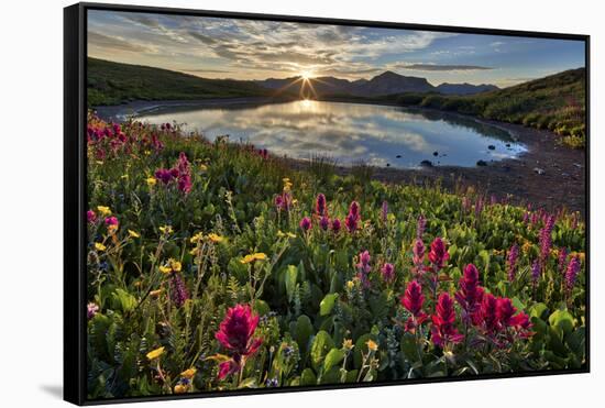 Sunrise over Alpine wildflowers, San Juan National Forest, Colorado, United States of America, Nort-James Hager-Framed Stretched Canvas