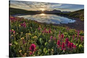 Sunrise over Alpine wildflowers, San Juan National Forest, Colorado, United States of America, Nort-James Hager-Stretched Canvas