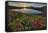 Sunrise over Alpine wildflowers, San Juan National Forest, Colorado, United States of America, Nort-James Hager-Framed Stretched Canvas