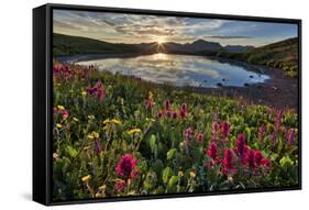 Sunrise over Alpine wildflowers, San Juan National Forest, Colorado, United States of America, Nort-James Hager-Framed Stretched Canvas