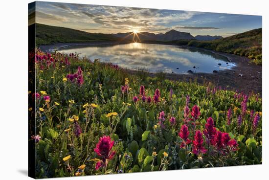 Sunrise over Alpine wildflowers, San Juan National Forest, Colorado, United States of America, Nort-James Hager-Stretched Canvas