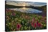 Sunrise over Alpine wildflowers, San Juan National Forest, Colorado, United States of America, Nort-James Hager-Stretched Canvas