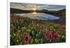 Sunrise over Alpine wildflowers, San Juan National Forest, Colorado, United States of America, Nort-James Hager-Framed Photographic Print